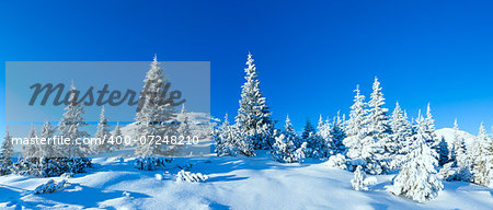 Morning winter mountain landscape with fir trees (Carpathian, Ukraine)