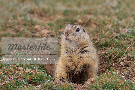 prairie dog (cynomys ludovicianus) sticking out from a burrow.