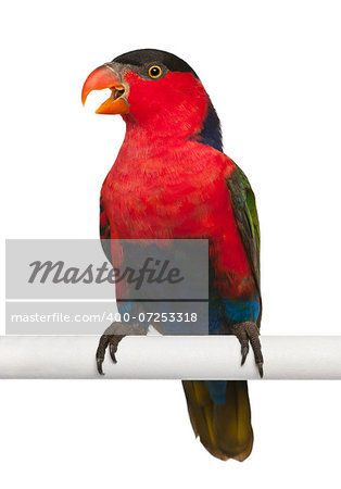 Black-capped Lory, Lorius lory, also known as Western Black-capped Lory or the Tricolored Lory, a parrot perching in front of white background