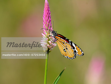 beautiful Plain Tiger butterfly (Danaus chrysippus) at flower garden