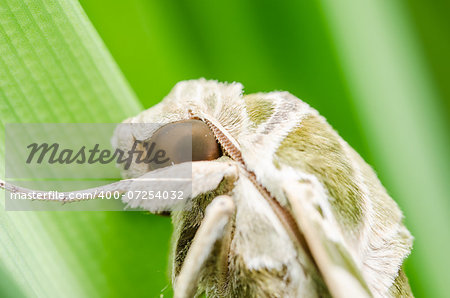 Moth in the nature on the environment concept