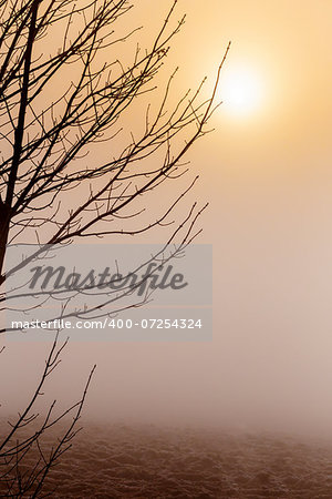 cold misty morning sunrise over tree warm tone