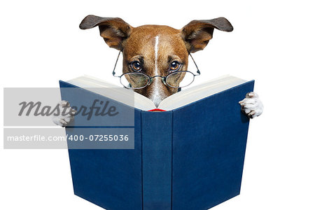 reading a book dog