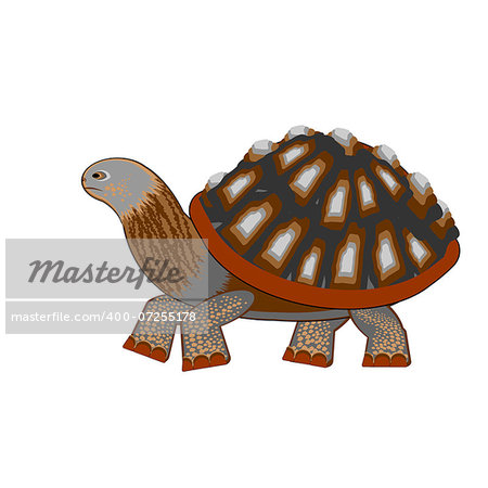 A turtle on a white background. Vector-art illustration