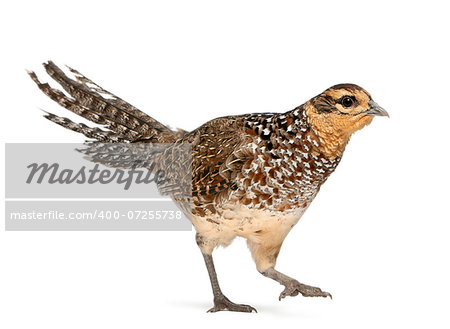 Female Reeves's Pheasant, Syrmaticus reevesii, is a large (up to 210 cm long) pheasant