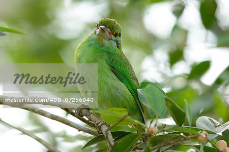 beautiful moustached barbet (Megalaima incognita) in fruiting tree