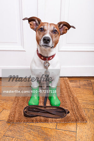 dog with green rubber rain boots waiting to go walkies in the rain and cold weather