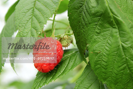 Detail of growing raspberrys in hydroponic plantation