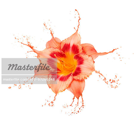 bright flower with orange splashes on white background