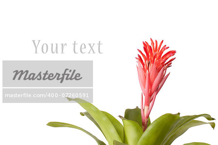 Bromeliad flower isolated on white background
