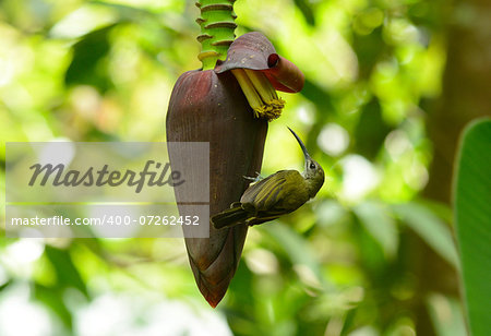 beautiful little spiderhunter (Arachnothera longirostra) possing on flawer