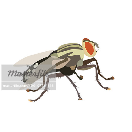 Vector illustration of housefly