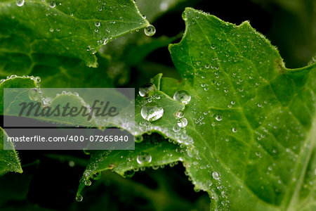 Close-up of a leaf and water drops on it background