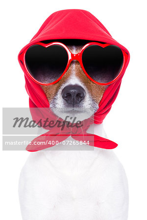 diva dog with red sunglasses cool looking
