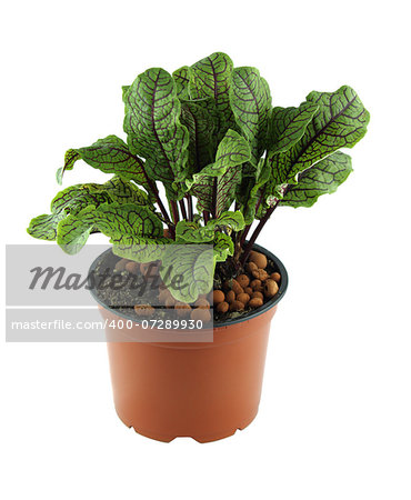 Sorrel leaves, organic herbs picked fresh for kitchen.  with a clipping path