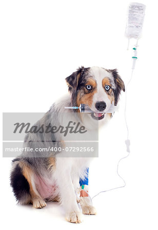 australian shepherd and perfusion in front of white background