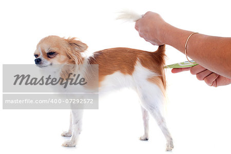 chihuahua and thermometer in front of white background