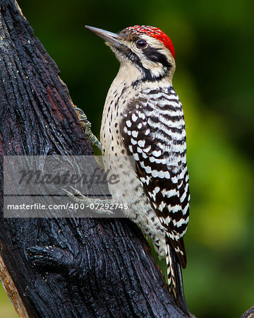 Adult male Ladder-backed Woodpecker (Picoides scalaris) perched on a tree in Blanco County, Texas Hill Country