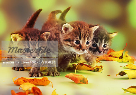 Autumn group portrait of small kittens in fallen dry leaves . Studio shot.