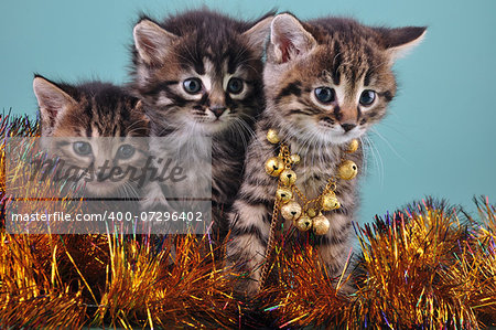 Small  kittens among Christmas stuff . Studio shot.