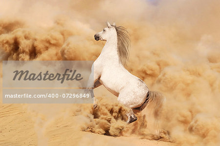 Arabian horse running out of the Desert Storm