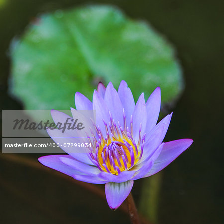 Close up lotus blossom blooming in pond