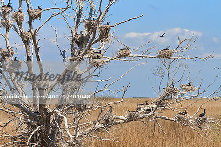 cormorant nests in a tree in Danube Delta, Romania