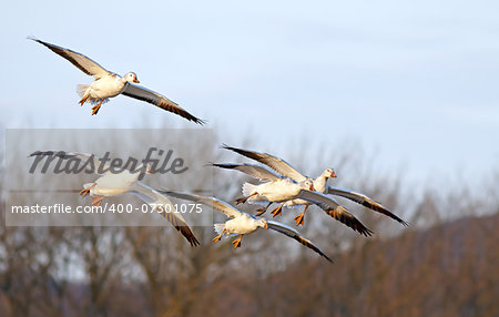 A flock of Snow Geese coming down illuminated by evening sunlight.