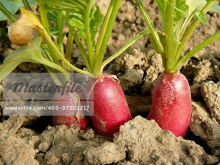 organic radishes growing on bed