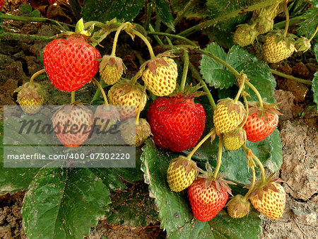 ripening strawberry fruits on the plant