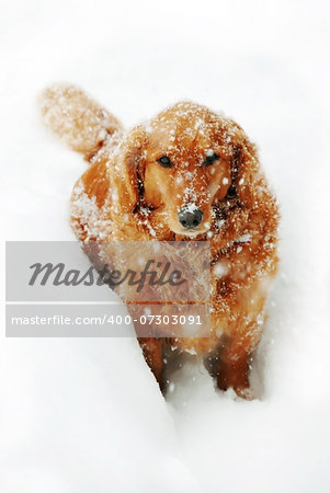 cute orange golden retriever dog with snowflakes at snow