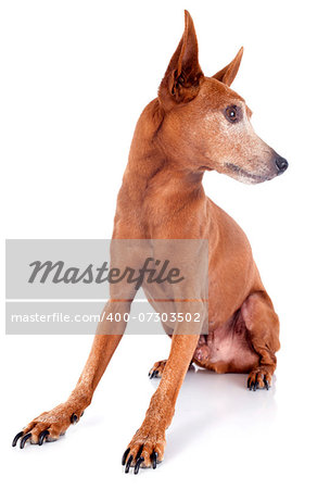 senior  miniature pinscher in front of white background