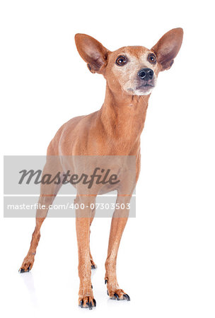 purebred miniature pinscher in front of white background