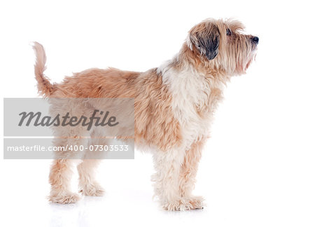 tibetan terrier in front of white background