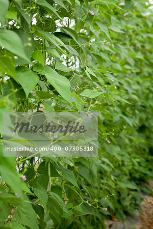 fresh green beans plant in garden macro closeup in summer outdoor