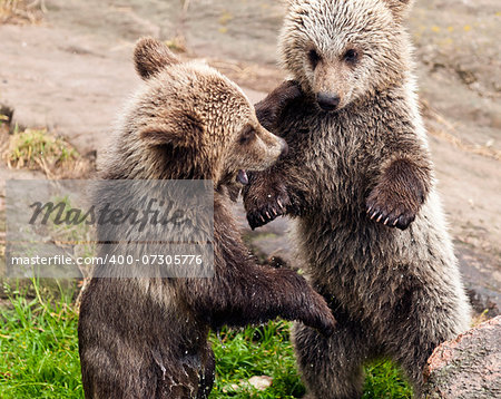 A closeup of two young bears playing together.