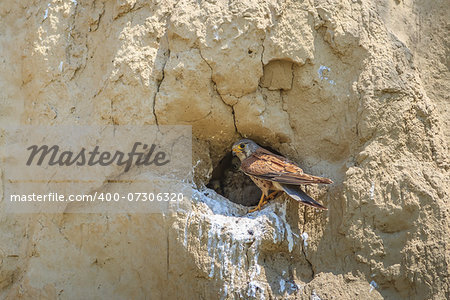 common kestrel (falco tinnunculus) sitting in the nest