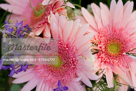 beautiful colorful collection of flowers spring summer celebration card macro