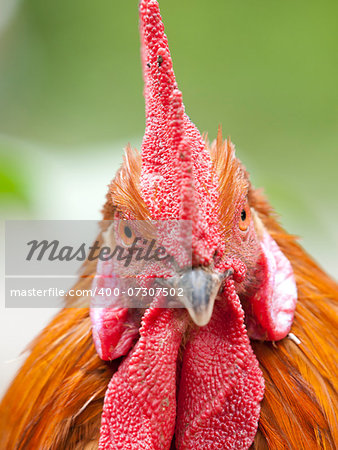Funny close up of a red rooster over a green background