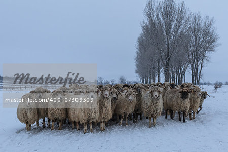 flock of sheep in winter. Comana Natural Park, Romania