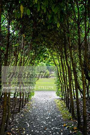 Narrow path in a forest toward a sunlit meadow