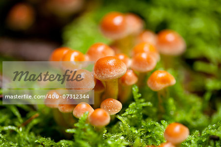 group of brown mushrooms in forest autumn outdoor closeup macro