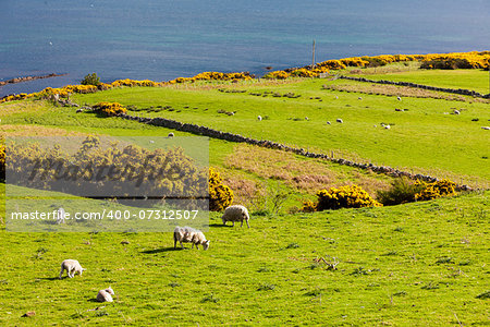 landscape with sheep near Crackaig, Highlands, Scotland