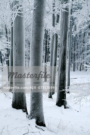 Misty beech forest in the winter with frost covered tree trunks.