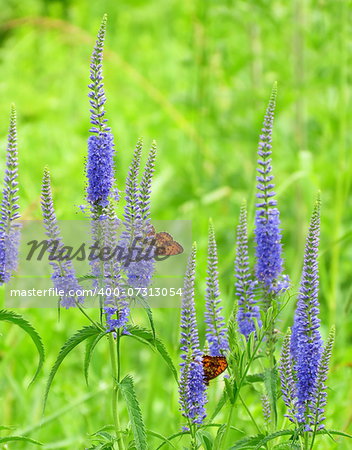 Butterflies on a meadow flit on blue flowers