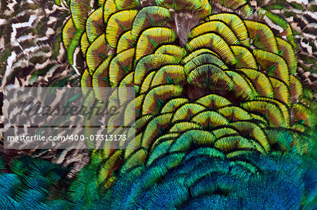 A closeup of the feathers of a bird (peacock)