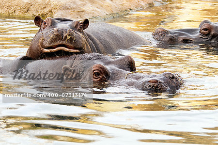 A group of hippos in the water