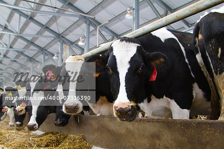 Holstein dairy cows are fed in a farm