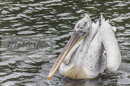 A white pelican floating on the water