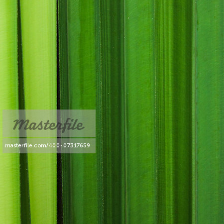 Close up of green leaf texture background